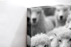 Close-up λεπτομέρεια της εκτύπωσης καμβά Wolf Among Sheep - Horizontal.