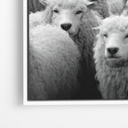 Wolf Among Sheep - Horizontal