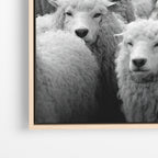 Wolf Among Sheep - Horizontal
