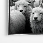 Wolf Among Sheep - Horizontal