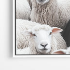 Black Sheep - Horizontal