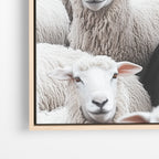 Black Sheep - Horizontal