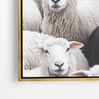 Black Sheep - Horizontal