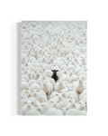 Black Sheep
