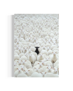 Black Sheep