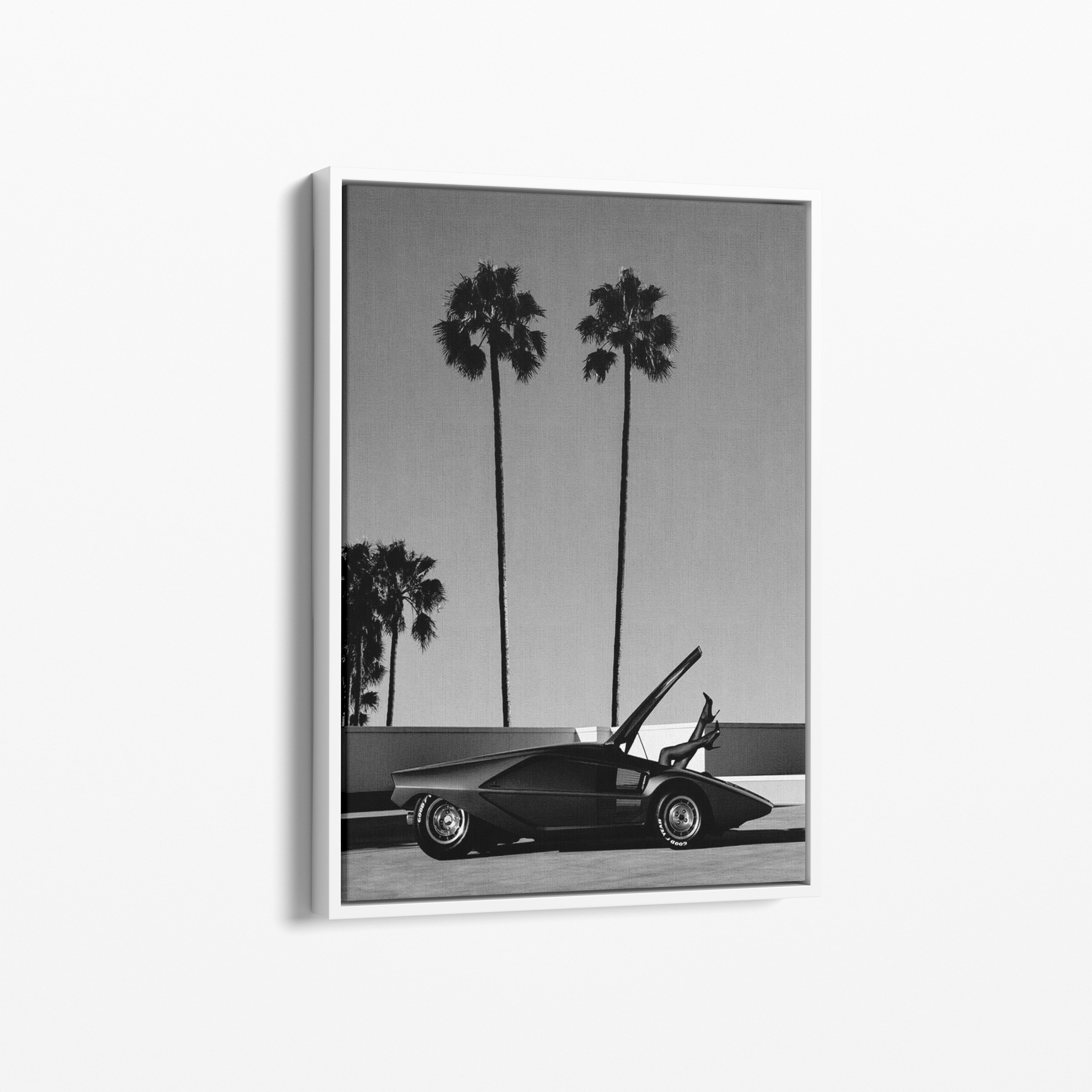 Palm Dreams