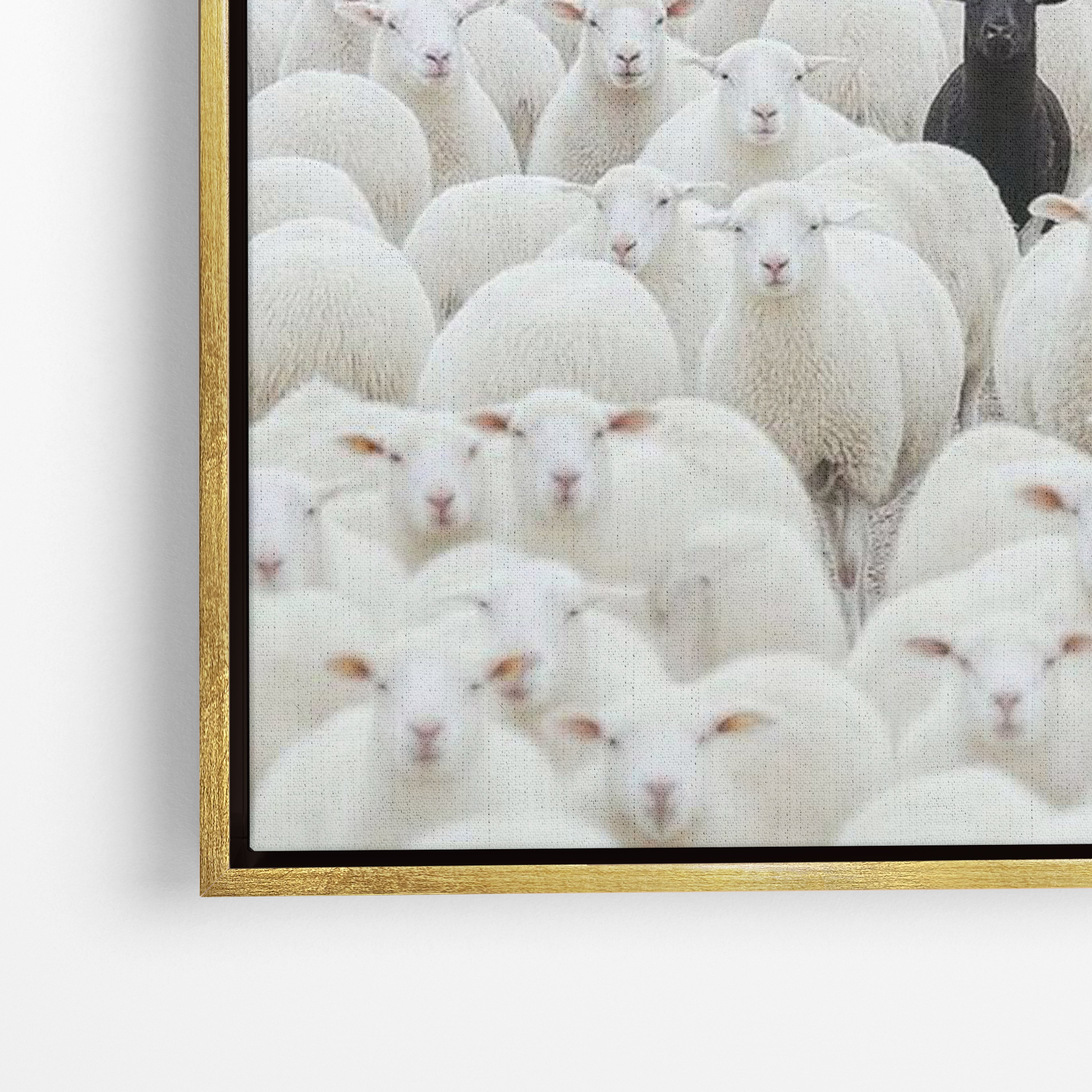 Black Sheep