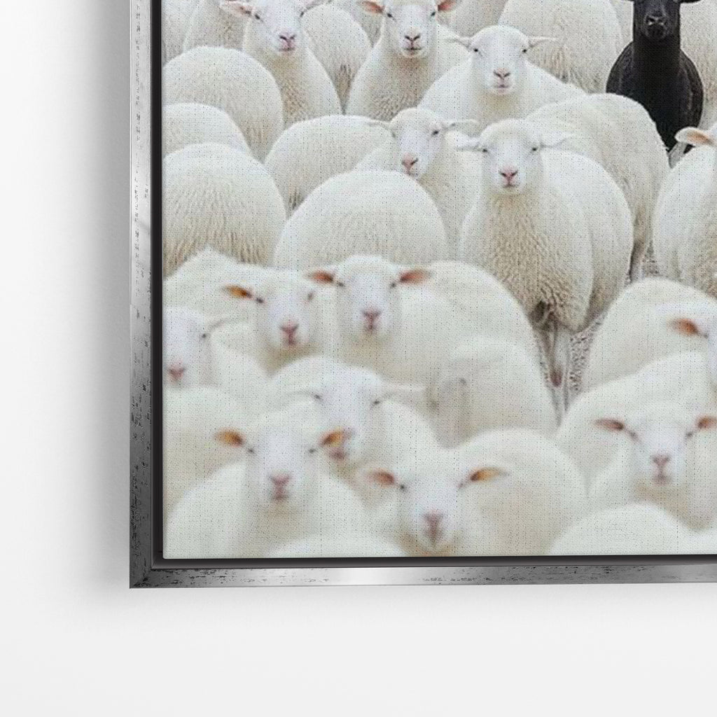 Black Sheep