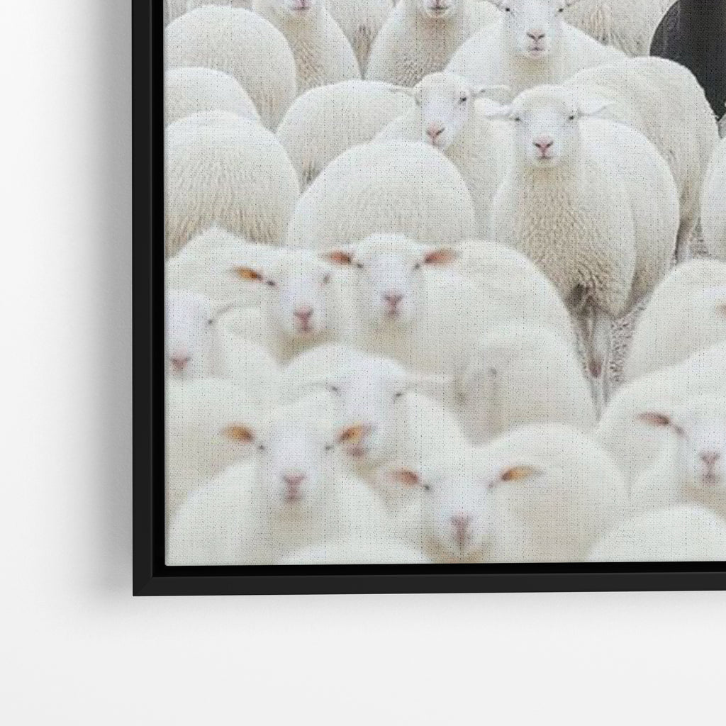 Black Sheep