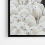 Black Sheep