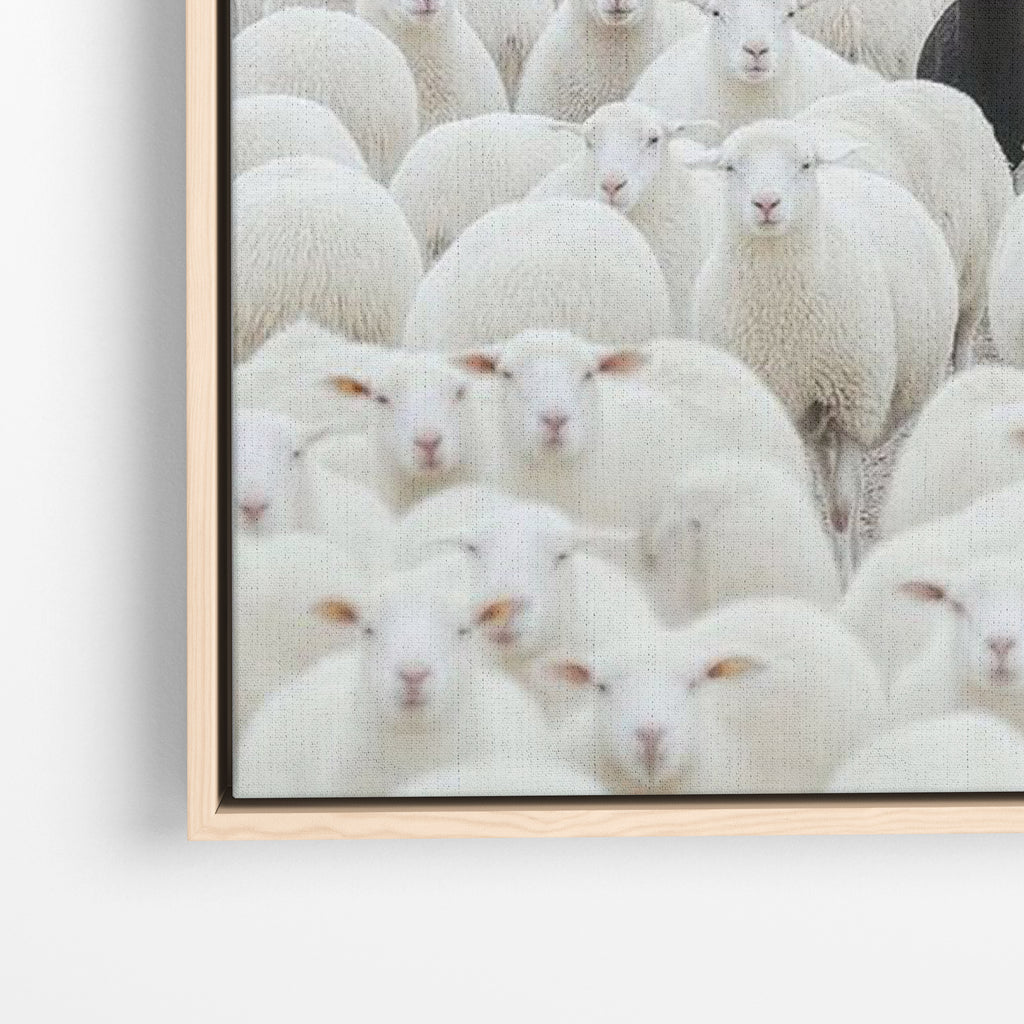 Black Sheep