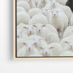 Black Sheep