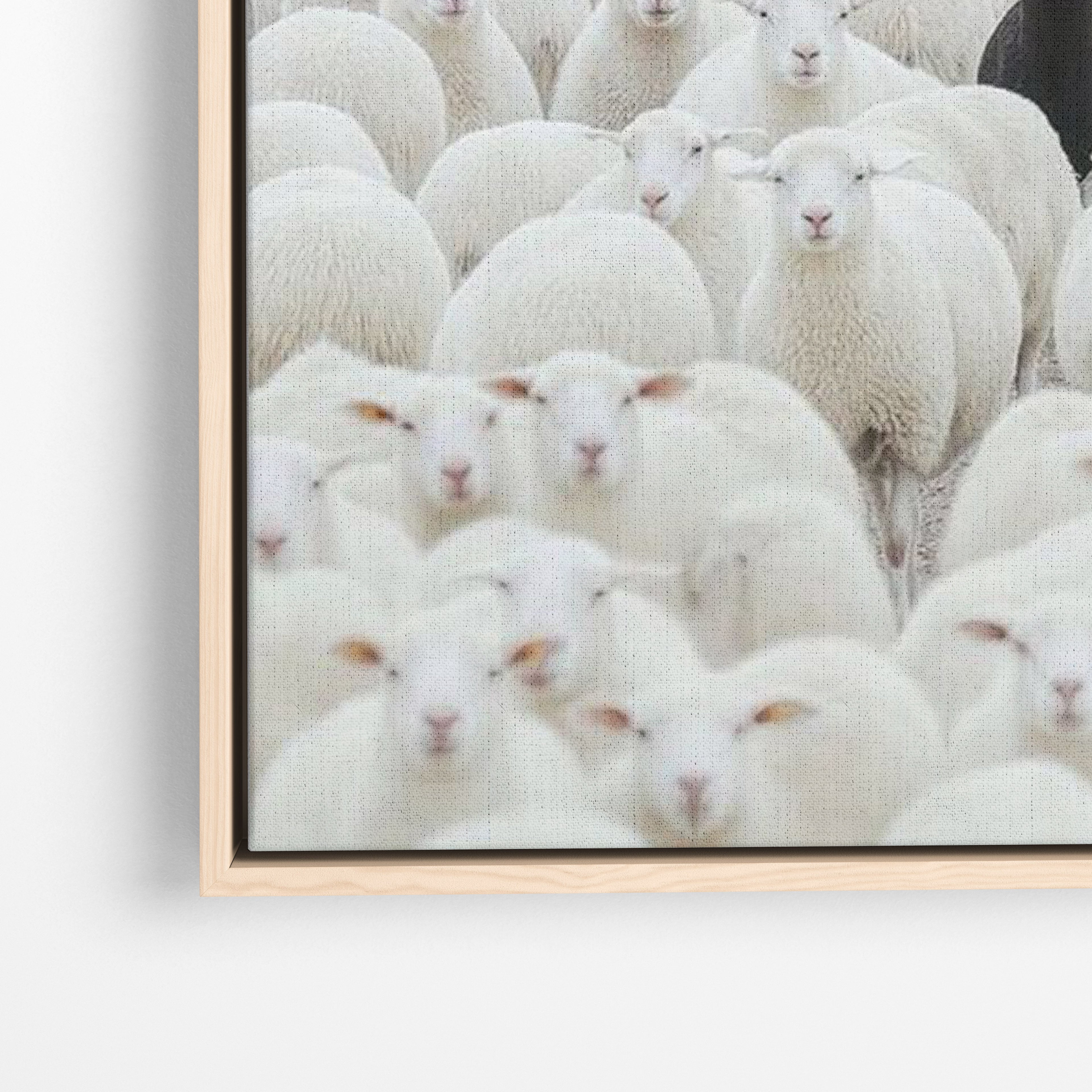 Black Sheep