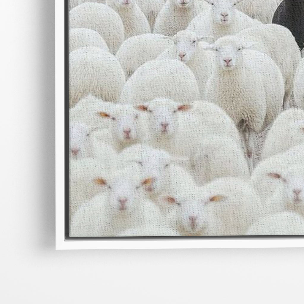Black Sheep