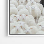 Black Sheep
