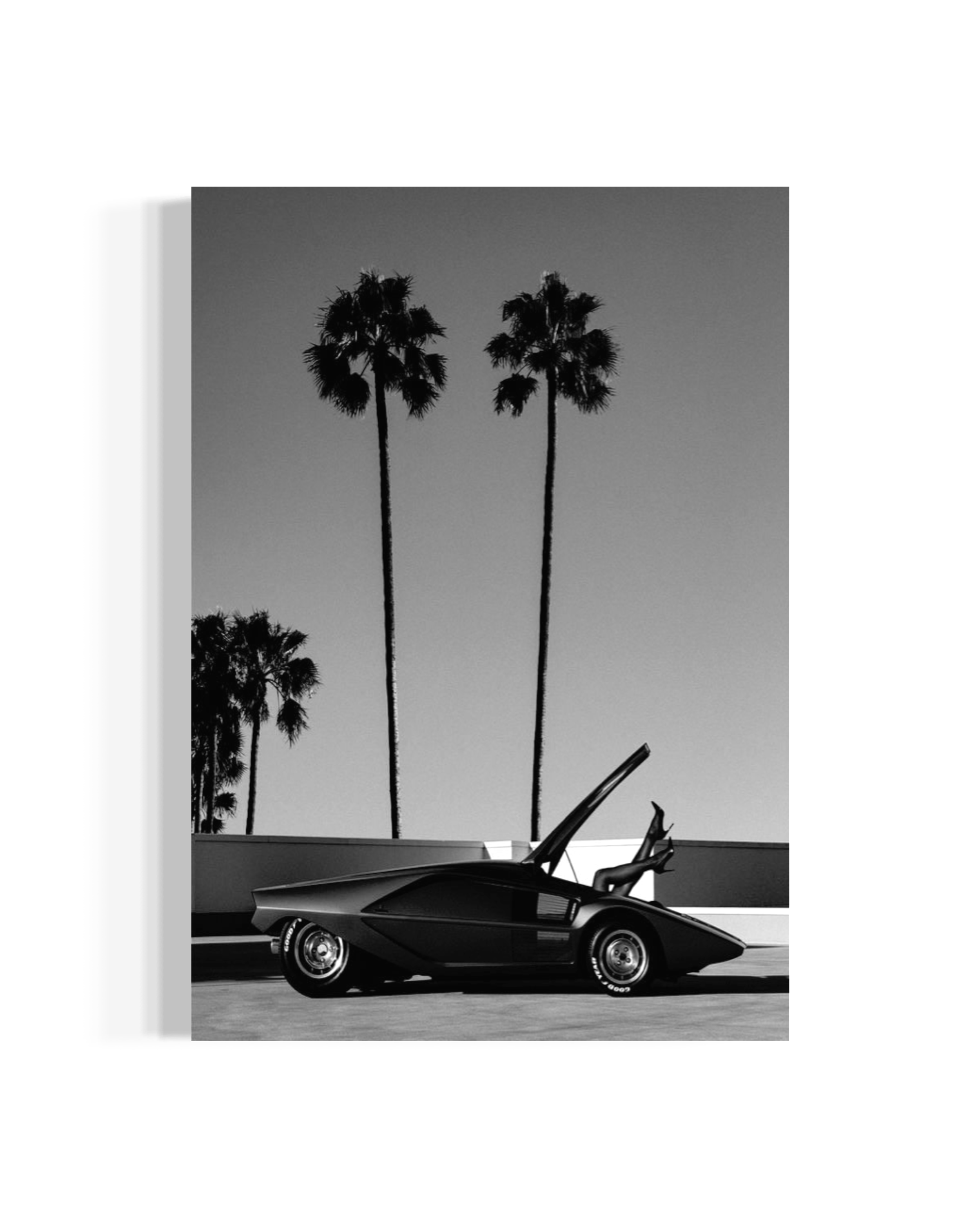 Palm Dreams