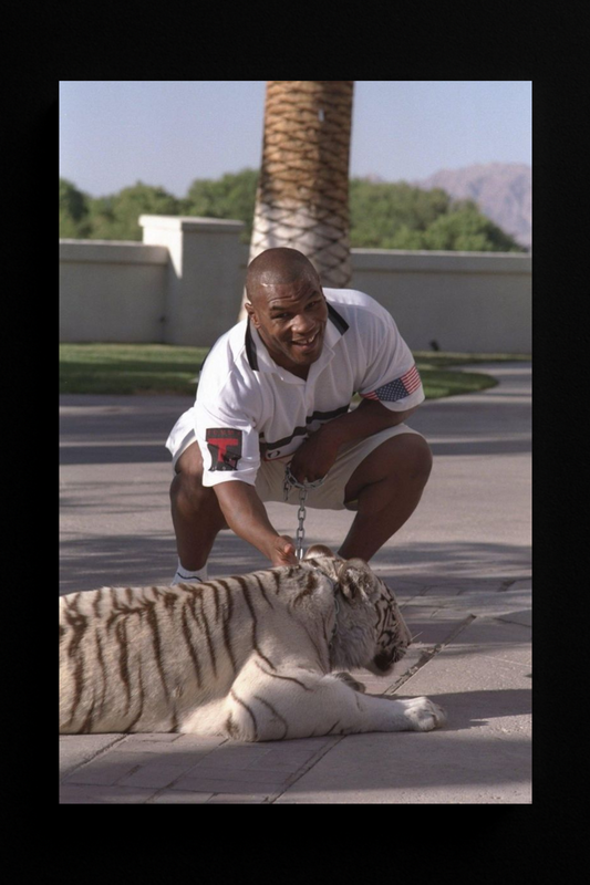 Tyson And The Tiger